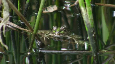 Toad in pond Vidéo 636946