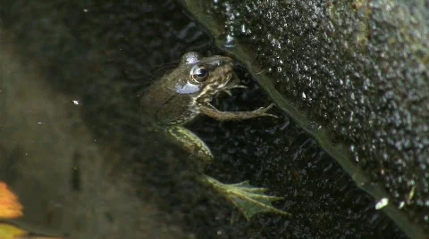 Toad in pond 스톡 동영상 637012