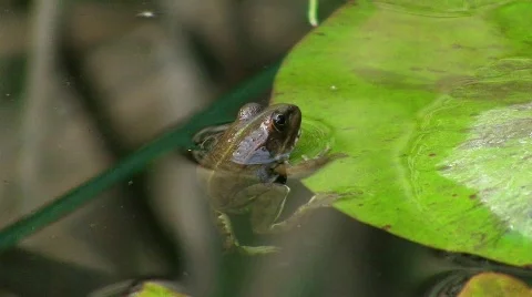 Toad in pond Video stock 637702
