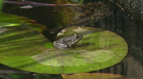 Toad in pond Stock-Footage 639706