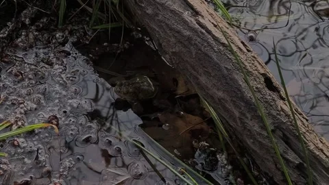 Toad pond Stock Footage 333106212