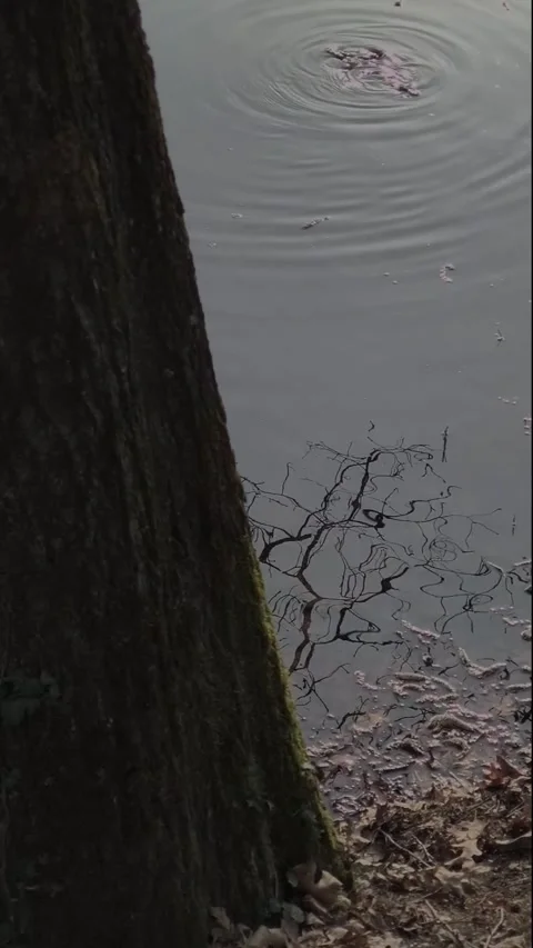 Toad pond Stock Footage 333106217