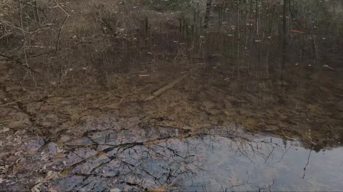 Toad pond Stock Footage 333106250
