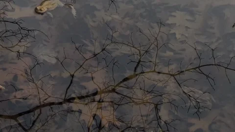 Toad pond Stock Footage 333106267