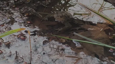 Toad pond Stock Footage 333106272