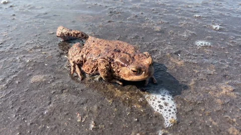 Toad at a pond. Mating season in spring. Video stock 151955190