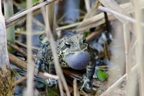 Toad in Pond Stock Photos