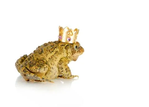 Toad prince Stock Photos
