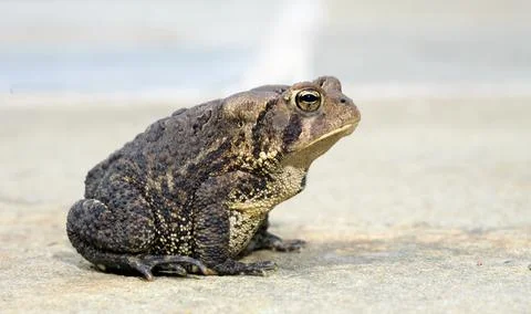 Toad profile Stock Photos