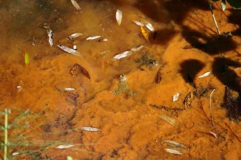 The toad in the puddle Stock Photos