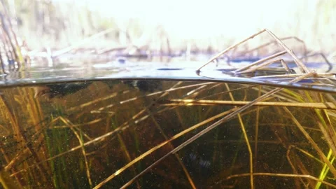 Toad pushes leg on camera dome and swims away Stock Footage 152850475