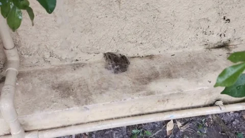 Toad in the rain falling on a body itself Stock Footage 314100638