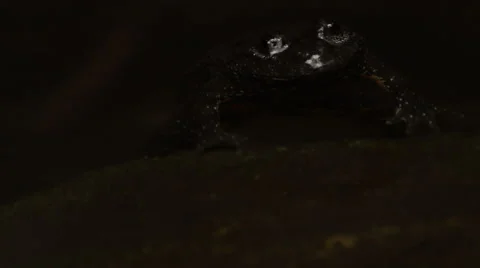 Toad ready to pouce close up Stock Footage 43814196