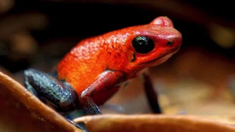 Toad of red and black close-up Stock Photos