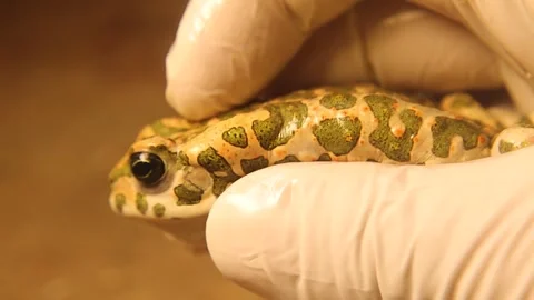 Toad Repeatedly Ejects Toxin from Multiple Gland Pores as a Defense Strategy Stock Footage 312467004