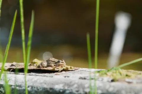 Toad resting on leaf Stock Photos