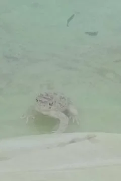 A toad resting on a pale sandy bottom, 스톡 사진