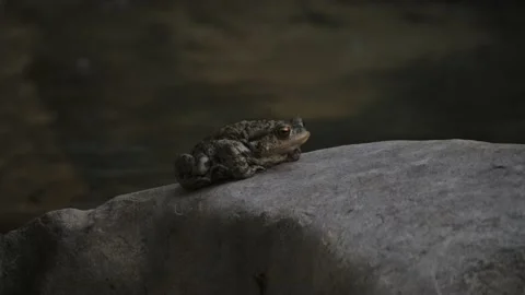 Toad Resting on a Rock with Flowing River Background Video stock 235973274