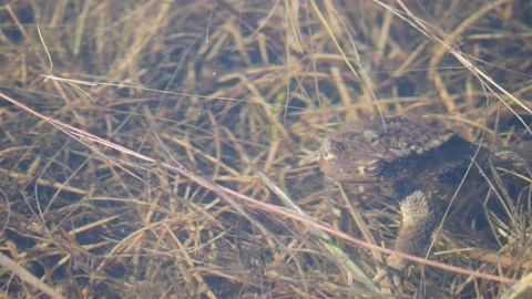 Toad Resting in Shallow Lake Water at Spring, Close Up Video stock 235463393