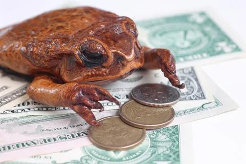 Toad Resting on US Dollar Banknotes and Coins Stock Photos