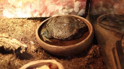 Toad resting in water dish inside terrarium Stock Footage 332146524