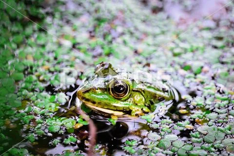 Toad in the river. a toad partially submerged in a duckweed in a pond ...