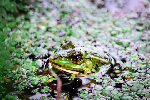 Toad in the river. a toad partially submerged in a duckweed in a pond. Stock Photos