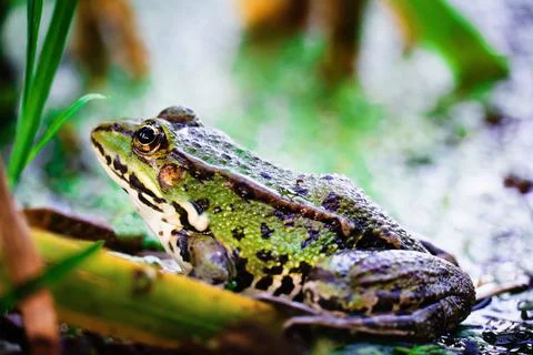 Toad in the river. a toad partially submerged in a duckweed in a pond. Stock Photos