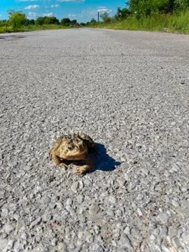 Toad on Road Stock Photos