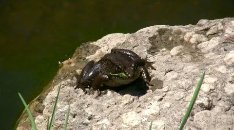 Toad on a rock Video stock 99082