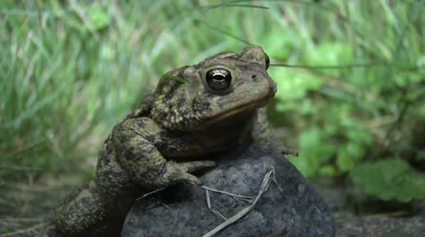 Toad on a Rock 動画素材 41984011