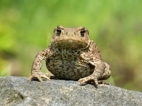Toad at a rock Stock Photos