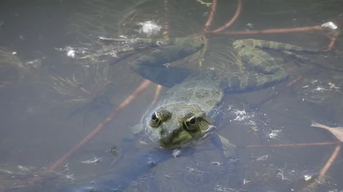  Toad (Rospo) can be seen below the surface of the water 4K -Italian Nature Video stock 109436334