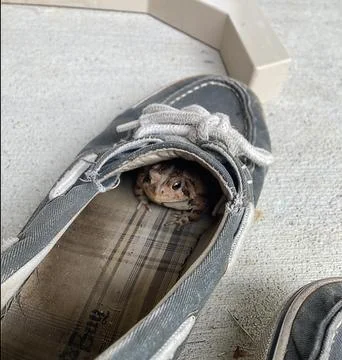 Toad in Shoe Stock Photos