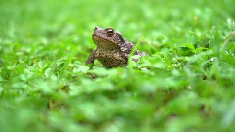 Toad sits Stock Footage 170478281