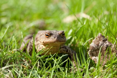 Toad sits in a grass Stock Photos