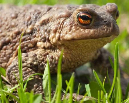 Toad sits in a grass Stock Photos