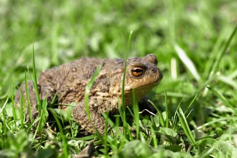 Toad sits in a grass Stock Photos