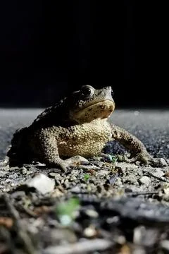 A toad sits on the ground illuminated by moonlight. Stock Photos