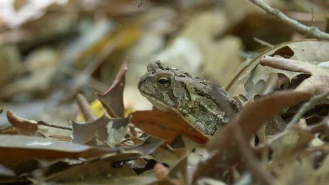 Toad sits quietly in the leaves on the forest floor HD Stock Footage 107786401