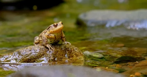 A toad sits on a rock in front of a stream Stock Footage 124614661