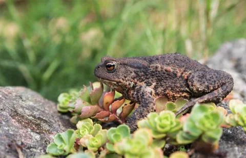 Toad sits on rocks which are overgrown with ground cover plants Stock Photos