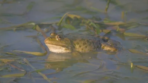 Toad sits in the swamp and sings. Stock Footage 83210031