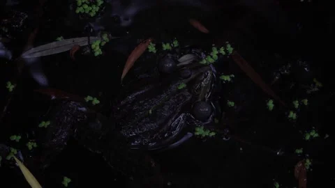 Toad sits in a swamp Stock Footage 132441818