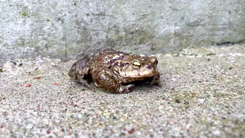 Toad sitting concrete, 4k clip. Stock Footage 236702456