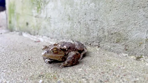 Toad sitting concrete, 4k clip. Stock Footage 236702503