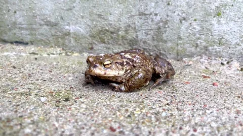 Toad sitting concrete, 4k clip. Stock Footage 251318541