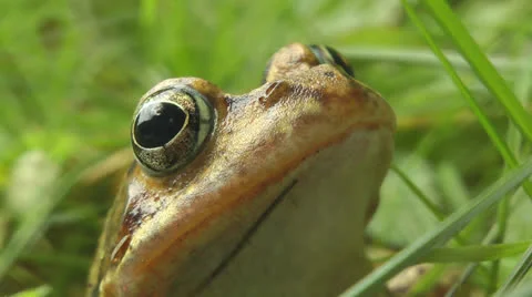Toad sitting in garden Stock Footage 25842125