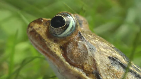 Toad sitting in garden Stock Footage 25842251