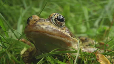 Toad sitting in garden Stock Footage 25842858